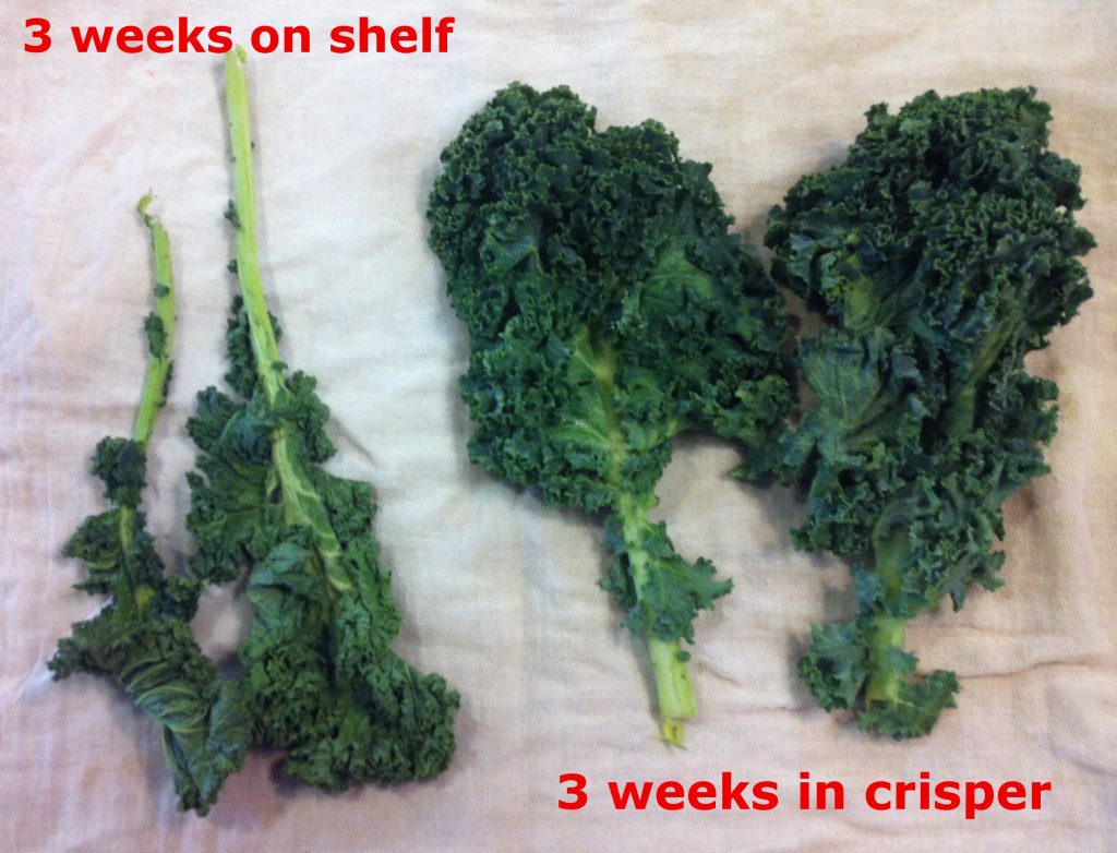 Kale.  Fresh after 3-weeks in crisper drawer.  Wilted after same time on refrigerator shelf.